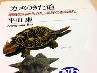 カメのきた道