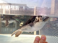 ウミガメの赤ちゃん