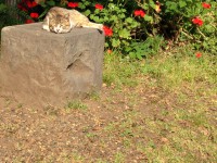 寝る猫